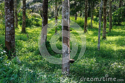 Incision on the trunk of a rubber tree Hevea along the gutter of which flows the white rubber sap of the tree Stock Photo