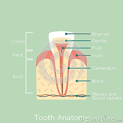 Incisor tooth anatomy structure including the bone and gum and detail word Vector Illustration