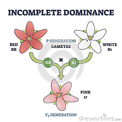 Incomplete dominance and new generation alleles variants outline diagram Vector Illustration