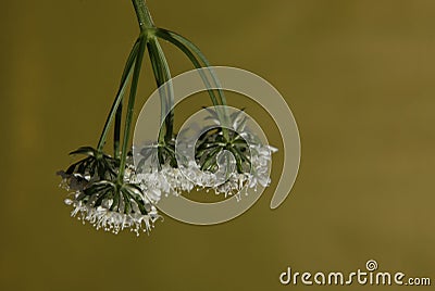 Inconspicuous wild flower with small white flowers Stock Photo