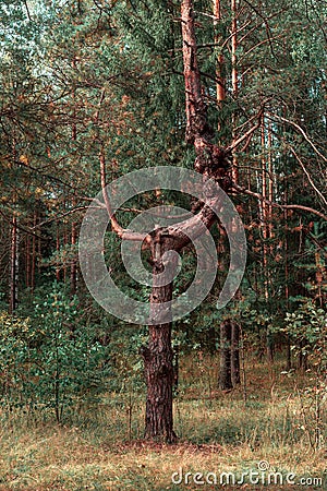 Incredible beautiful pine trunk in forest. strange frightening tree trunk Stock Photo