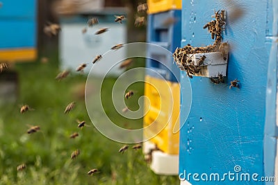 incredible depiction of the life of bees in an apiary, showing their labor and dedication to produce honey in a wooden Stock Photo