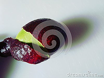 An incredible green and healthy avocado Stock Photo