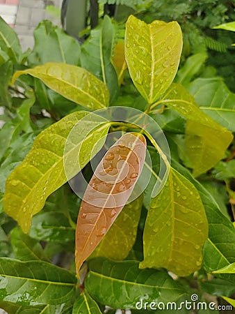 Incredible Leaf of Ficus Virens & x28;Bunut& x29; Stock Photo
