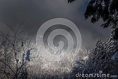 Incredible mist covered snowy forest landscape in winter season Stock Photo