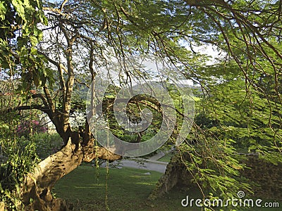 Incredible tropical garden with a century-old tree and lush vegetation. Idyllic Caribbean landscape Stock Photo