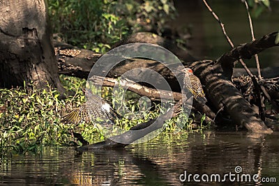 Incredible wildlife photograph of pair of northern flicker woodpecker birds with one sitting on the end of a branch in the river Stock Photo