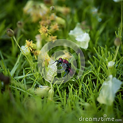 incredibly beautiful, bright wasp-glistening on a grass , incredible wildlife Stock Photo