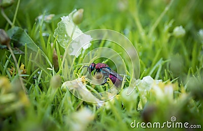 incredibly beautiful, bright wasp-glistening on a grass , incredible wildlife Stock Photo