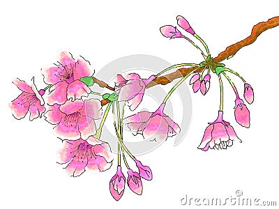 Incredibly beautiful cherry blossoms on a branch. Stock Photo