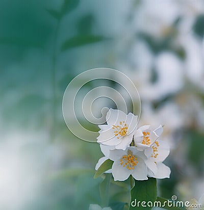 Incredibly beautiful Nature.Art photography.Floral fantasy design.Abstract macro,closeup.Green Background.Amazing Colorful Flower Cartoon Illustration