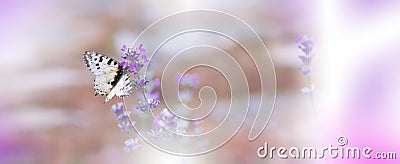 Beautiful Nature Background.Art Photography.Floral Design.Abstract Macro,closeup.Butterfly,lavender.Web Banner.Creative Wallpaper. Cartoon Illustration