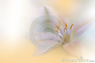 Beautiful Golden Nature Background.Abstract Artistic Wallpaper.Art Macro Photography.Wedding Invitation.Floral Design.Copy Space. Cartoon Illustration