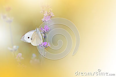 Beautiful Nature Background.Abstract Wallpaper.Celebration.Artistic Spring Flowers.Art Design.Golden Color.Summer, love.Butterfly. Cartoon Illustration