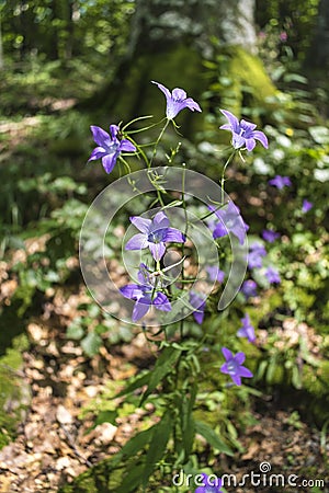 Incredibly beautiful purple flowers - bells in the forest along the way to the Kozya Stena hut. The mountain in the central Balkan Stock Photo