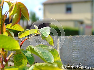 Incy-wincy Stock Photo