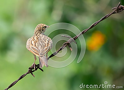 Indian Bushlark Mirafra erythroptera Perching on the Fence Stock Photo