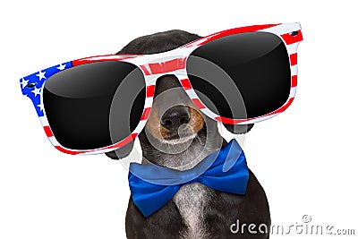 Independence day 4th of july dog Stock Photo