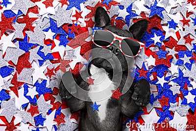 Independence day 4th of july dog Stock Photo