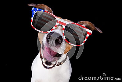 Independence day 4th of july dog Stock Photo