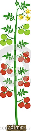 Indeterminate tomato plant with green leaf, yellow flowers and ripe red tomatoes Vector Illustration