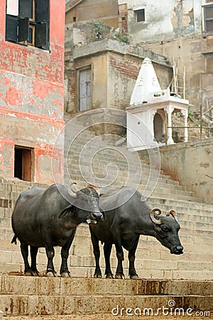 India Stock Photo