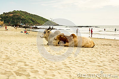 India, Goa, Vagator beach Editorial Stock Photo