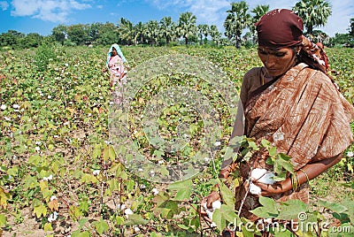 Cotton farming in India Editorial Stock Photo