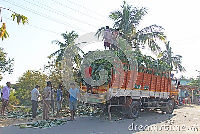 India, Hampi, January 31, 2018. Men are loading large green banana branches into the truck Editorial Stock Photo