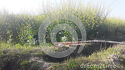 India haryana green feilds nature Stock Photo