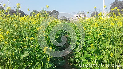 India Haryana feild yellow flowers blue sky green grass photo Stock Photo