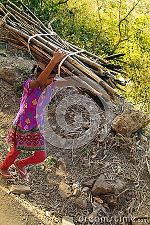 A young girl carries a bunch of dry bamboo Editorial Stock Photo