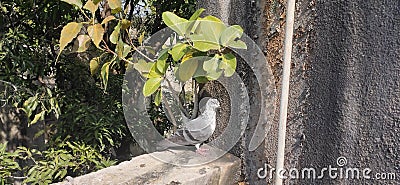 India Homing pigeon Domestic pigeon breed Stock Photo