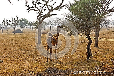 India, Mandawa: typical landscape Stock Photo