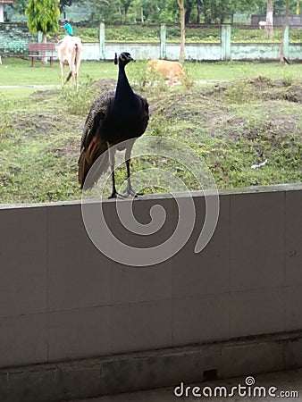  india national bird Stock Photo