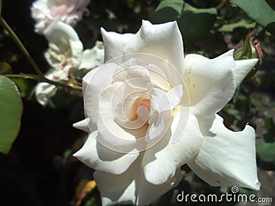 India Nature of flowers white Rose Stock Photo