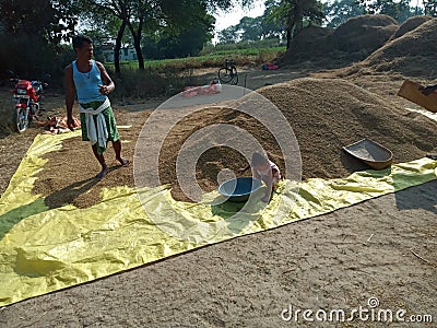 India odisha farmer rice good harvest Editorial Stock Photo