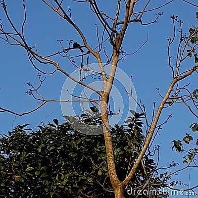 In India one Bird sit on the tree. Stock Photo