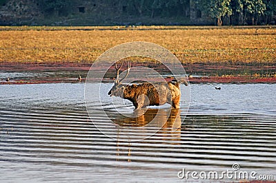 India, Ranthambore: Deers Stock Photo