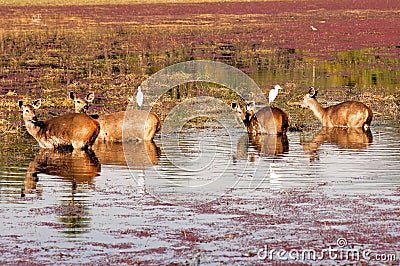 India, Ranthambore: Deers Stock Photo