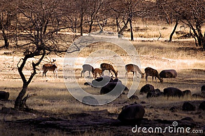 India, Ranthambore: Deers Stock Photo