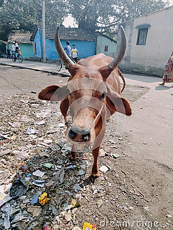 India's most beautiful cow four-legged and moon-like horns Stock Photo