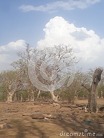 India trees with cloudy mausham Stock Photo