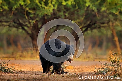India wildlife. Sloth bear, Melursus ursinus, Ranthambore National Park, India. Wild Sloth bear in nature habitat, wildlife photo Stock Photo