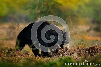 India wildlife. Sloth bear, Melursus ursinus, Ranthambore National Park, India. Wild Sloth bear in nature habitat, wildlife photo Stock Photo