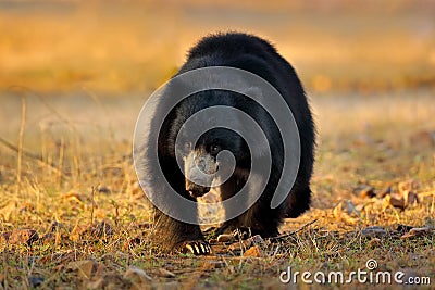 India wildlife. Sloth bear, Melursus ursinus, Ranthambore National Park, India. Wild Sloth bear in nature habitat, wildlife photo Stock Photo