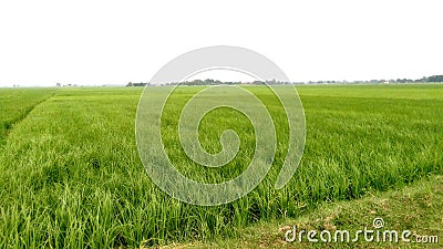 Paddy crops field with green rice plant Stock Photo