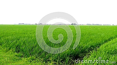 Paddy crops field young plants weeding farmers Stock Photo