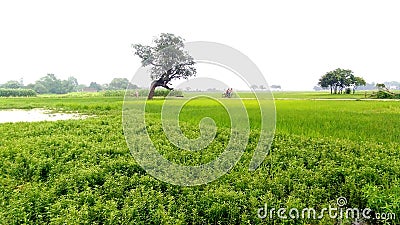 Green grown rice crop field side Stock Photo