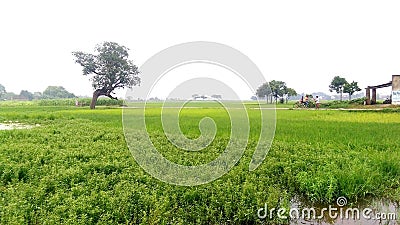 Green grown rice crop field near village Stock Photo